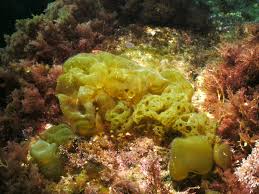 Image result for Scleria clathrata