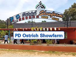 Pd ostrich show farm, or pd ostrich farm, is located approximately 17.4 kilometres away from grand lexis port dickson. Pd Ostrich Show Farm Ticket Ticket2u