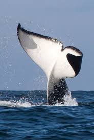 Sea Jewels No Puedo Evitar Q Me Duela El Corazon Cuando Quiero Compartir Algo Intento Ser Paciente Y Esperar Si Tu Me Q Whale Ocean Creatures Orca Whales