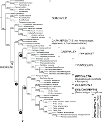 Image result for Triainolepis africana