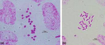 Image result for Pimpinella alismatifolia