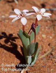 Image result for Lapeirousia