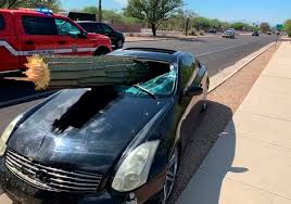 As soon as the sun is out, i feel like i can't even leave my apartment without running into thousands of people who don't live here. Drunk Driver Avoids Injury After Crashing Into Large Cactus New York Daily News