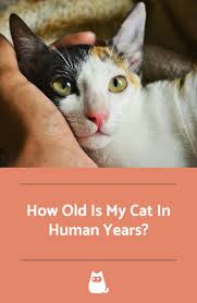 Check spelling or type a new query. How Old Is My Cat In Human Years Cat Age Converter Cat Care Cat Ages Cat Years