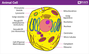 Plant cells contain many organelles such as ribosomes, the nucleus, the plasma membrane, the cell wall, mitochondria, and chloroplasts. A Well Labelled Diagram Of Animal Cell With Explanation