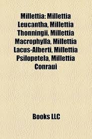 Image result for Millettia bussei