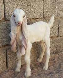 Viral Damascus Goat Monster Is Considered The Most Beautiful Goat In The World In 2020 Cute Goats Cute Animals Animals