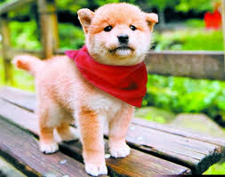殿様の試写室 cute animals cute dogs cuddly animals