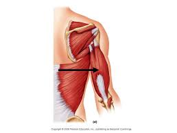 Don't forget to share this picture with others via facebook, twitter, pinterest or other social medias! Diagram Biceps And Triceps Diagram Full Version Hd Quality Triceps Diagram Diagramg Nauticopa It