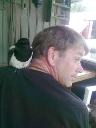 Skjæra ble en plagsom venn