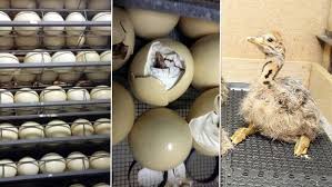 Rhea Bird Eggs For Sale Pin On Ostrich Chicks Safari Ostrich Farm