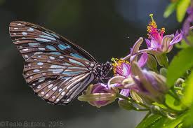 Butterfly bush flowers are filled with sweet nectar for a long period of time. Blue Tiger Pink Flower Blue Tigers Pink Flowers Australian Wildlife