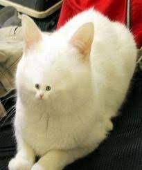 Funny photoshop fails photoshop actions rare animals funny animals photoshopped animals animal mashups saint yves montage photo photoshop for fantasy creatures mythical creatures funny photoshop fails animal mashups kitten images bird gif silly dogs bizarre pretty cats. 31 Best Hahahahah Photoshop Fail Ideas Photoshop Photoshop Fail Photoshopped Animals