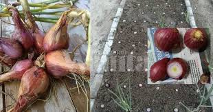 Ukuran pot tak perlu terlalu besar, malah kamu bisa. Cara Betul Tanam Sendiri Bawang Merah 2 Bulan Dah Boleh Tuai Mingguan Wanita