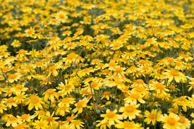 Image result for Sporobolus mildbraedii