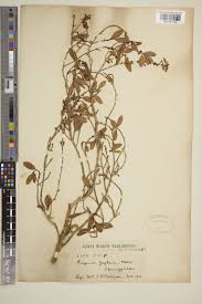 Image result for Eugenia capensis