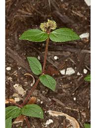 Image result for Euphorbia hirta