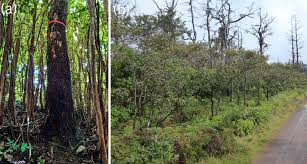 Image result for Harungana madagascariensis