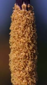 Image result for Amorphophallus richardsiae