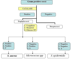 gram negative bacteria flow chart gram positive cocci