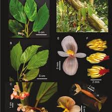 Image result for Begonia poculifera
