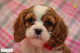 All of our dogs are akc. Chelsie Cavalier King Charles Spaniel Puppy For Sale In Newmanstown King Charles Cavalier Spaniel Puppy Cavalier King Charles Cavalier King Charles Spaniel