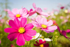 The plants typically reach around 5 feet tall and display clusters of tiny yellow flowers at the tops of their stems when they are in bloom. 10 Flowers To Plant Right Now Networx