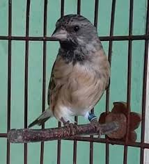 Jul 16, 2021 · burung cendet atau pentet merupakan jenis burung pemangsa serangga yang memiliki wilayah kekuasaan di alamnya, burung ini lalu, seperti apakah ciri ciri burung cendet jantan sebenarnya? Burung Flamboyan Jantan Terkeren 22 Gambar Burung Sanger Jantan Dan Betina Download Suara Burung Flamboyan Jantan Mp3 Untuk Masteran Konsidasi All