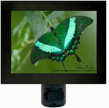 Emerald Green Butterfly Inspirational Butterfly Night Light Photo Night Lights