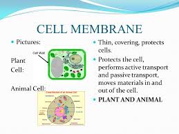 If you have to create a 3d model of the cell. Animal And Plant Cells Cells The Building Blocks Of All Living Things Only Visible With A Microscope Ppt Video Online Download