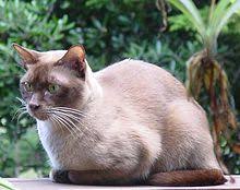 Burmese Cat Wikipedia