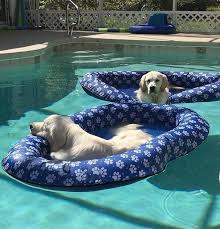 Best Pool Accessories For Your Summer Pool Party Beach Life Bliss Coastal Lifestyle Airbnb Hosting In 2020 Pool Accessories Dog Pool Swimming Pool Accessories