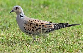 European Turtle Dove Pigeon Tourterelle