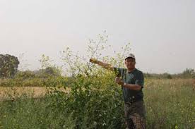 In this parable, jesus says that the tiniest mustard seed can grow into a tall tree. Mustard In Israel