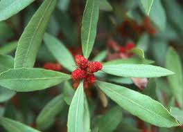 Image result for Myrica salicifolia
