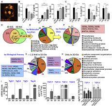 Download this template using the above button. Comprehensive Molecular Profiles Of Functionally Effective Msc Derived Extracellular Vesicles In Immunomodulation Molecular Therapy