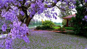 Choose the spring scenery wallpaper, you like and decorate your desktop, laptop or smartphone screen with them. Spring Nature Desktop Backgrounds 2021 Live Wallpaper Hd Flowering Trees Jacaranda Tree Blooming Trees