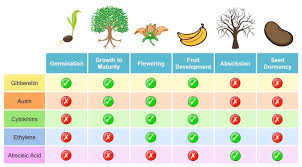 We did not find results for: Plant Hormones Types And Functions Online Science Notes