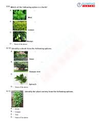 Class 1 Cbse Evs Worksheet On Plants Worksheets For Class 1 Science Worksheets Worksheets