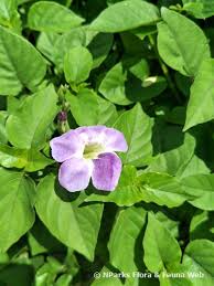 Image result for Asystasia