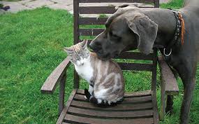 6 available beautiful pedigree puppies with a great temperament for sale. Home National Great Dane Rescue