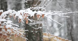 Maybe you would like to learn more about one of these? Why The World Seems Quieter When It Snows Winter Pictures Snow Snowfall