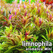 Image result for Limnophila ceratophylloides