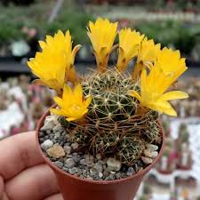 Image result for Cuviera semseii