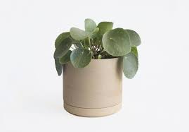 3.8 out of 5 stars 42. Object Of Desire Elegant Ceramic Planters From Hasami Porcelain Gardenista