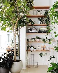 Shelves And Urban Jungle Indoor Plants House Plants Indoor Indoor Garden