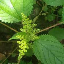 Image result for Laportea alatipes