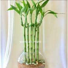 Another thing to keep in mind: Indoor Plants Prices And Online Deals Jul 2021 Shopee Philippines