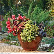 Container Revival Container Plants Asparagus Fern Container Gardening Flowers