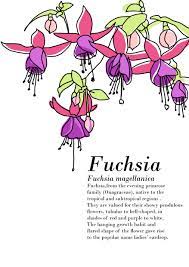 Fuchsia Illustration Vector Plant Flower Fuchsia Plant Plant Vector Fuchsia